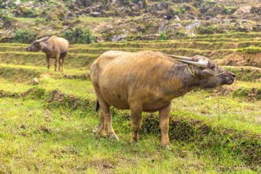 Manda bir yaz günü Sapa, Lao Cai, Vietnam