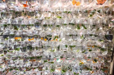 Hong Kong, Çin - 16 Haziran 2018: Goldfish pazarda bir yaz günü Hong Kong