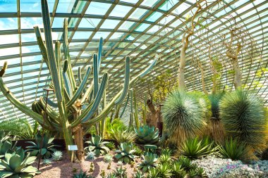 Singapur - 23 Haziran 2018: Konservatuvarı çiçek kubbe Singapur yaz gün