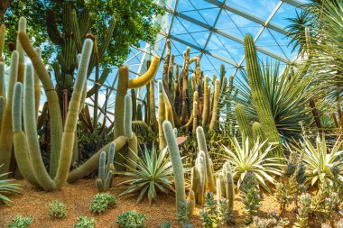 Singapur - 23 Haziran 2018: Konservatuvarı çiçek kubbe Singapur yaz gün