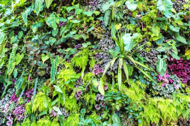 Dikey Bahçe tropikal yaprak yeşil ve çiçeklerle. Doğa arka plan