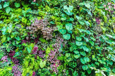 Dikey Bahçe tropikal yaprak yeşil ve çiçeklerle. Doğa arka plan