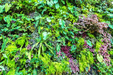 Dikey Bahçe tropikal yaprak yeşil ve çiçeklerle. Doğa arka plan