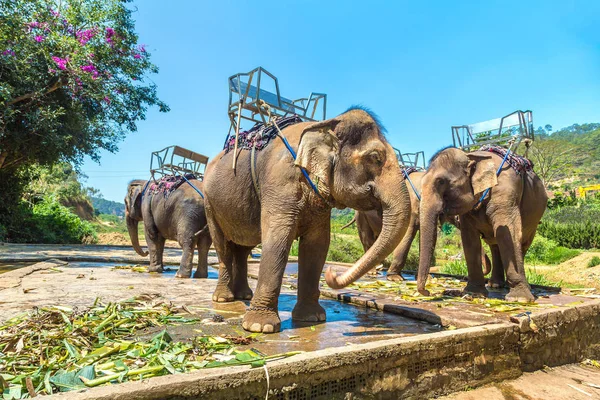 Ferme Éléphants Près Dalat Ville Vietnam Dans Une Journée Été — Photo