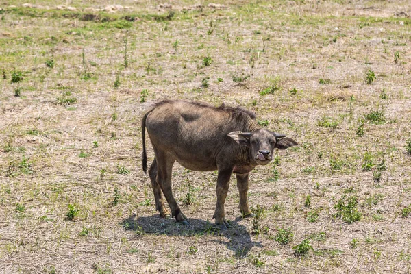 Kühe Der Nähe Der Stadt Dalat Vietnam Einem Sommertag — Stockfoto