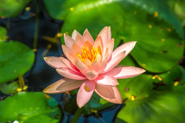 Bella Singolo Fiore Loto Rosa Con Foglie Verdi Stagno — Foto Stock