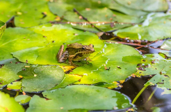 青蛙坐在池塘边的百合叶子上 — 图库照片