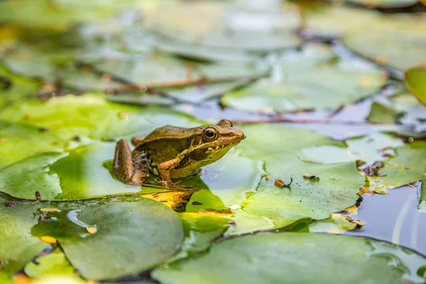 Żaba Siedzi Liść Lilii Stawie — Zdjęcie stockowe