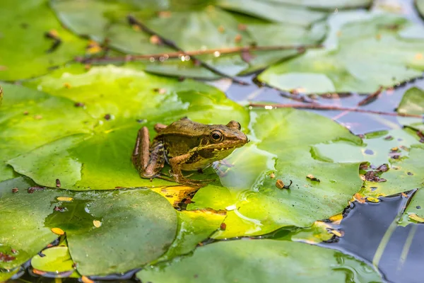 Frog Sitting Lily Leaf Pond — Stock Photo, Image