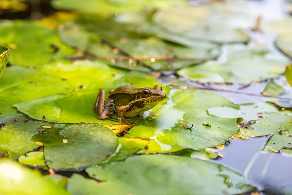 Frog Sitting Lily Leaf Pond — Stock Photo, Image
