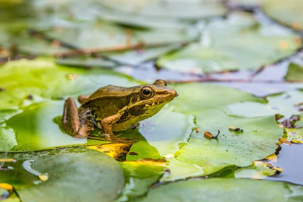 Frog Sitting Lily Leaf Pond — Stock Photo, Image