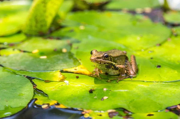 青蛙坐在池塘边的百合叶子上 — 图库照片