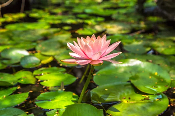 Beautiful Single Pink Lotus Flower Green Leaves Pond — стоковое фото