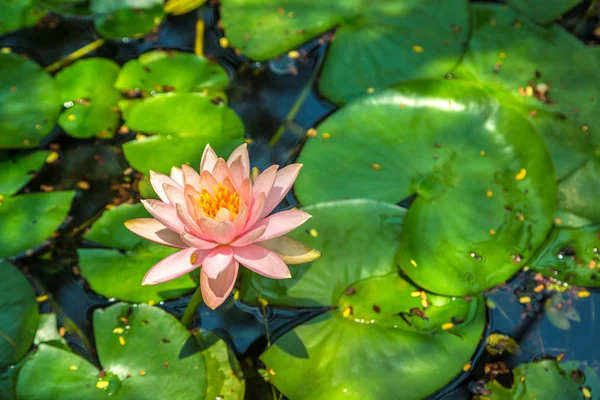 Beautiful Single Pink Lotus Flower Green Leaves Pond — стоковое фото