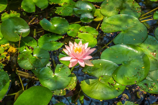 Beautiful Single Pink Lotus Flower Green Leaves Pond — стоковое фото