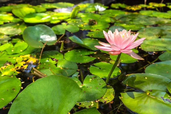 Beautiful Single Pink Lotus Flower Green Leaves Pond — стоковое фото