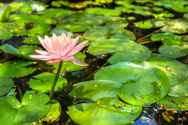 Su birikintisi içinde yeşil yapraklarla güzel tek pembe lotus çiçeği