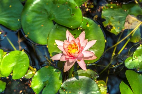 Beautiful Single Pink Lotus Flower Green Leaves Pond — стоковое фото