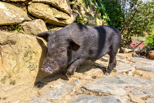 Porco Preto Sapa Lao Cai Vietnã Dia Verão — Fotografia de Stock