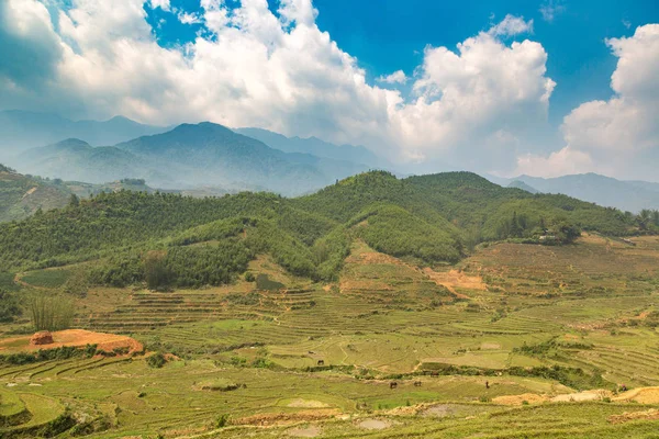 Panoramik Terraced pirinç alan bir yaz günü Sapa, Lao Cai, Vietnam