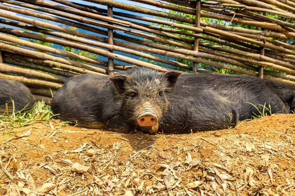 Cerdo Negro Sapa Lao Cai Vietnam Día Verano —  Fotos de Stock