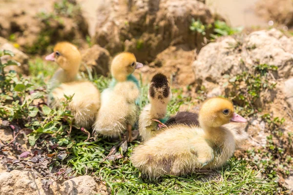 Cute duckling in a lake in a summer day