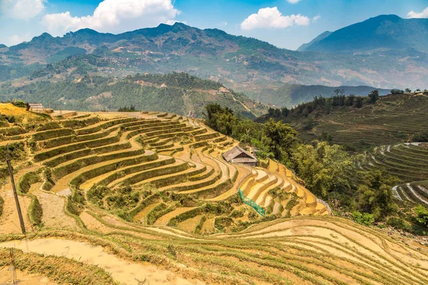 Panoramautsikt Över Terrasserad Risfält Sapa Lao Cai Vietnam Sommardag — Stockfoto