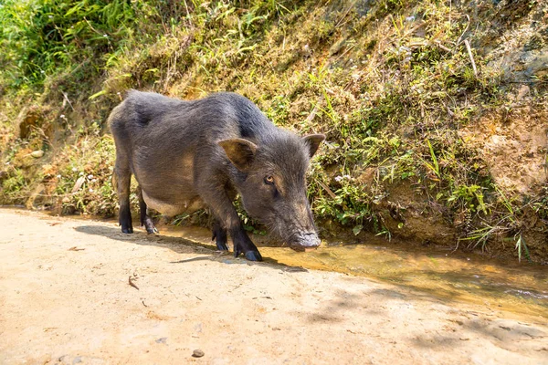 Cerdo Negro Sapa Lao Cai Vietnam Día Verano —  Fotos de Stock