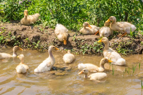 Niedliches Entlein Einem See Einem Sommertag — Stockfoto