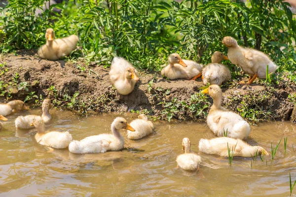 Bir yaz günü gölde bir sevimli ördek yavrusu