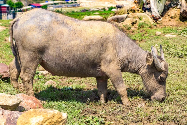 Buffalo Eau Sapa Lao Cai Vietnam Dans Une Journée Été — Photo