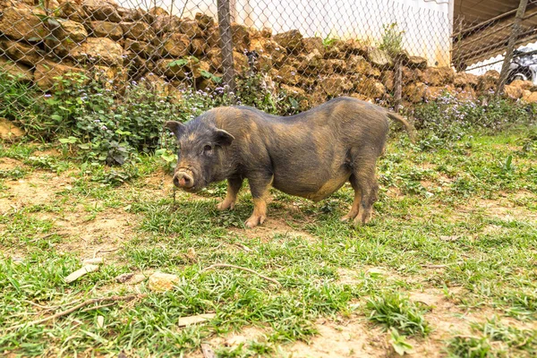 Cerdo Negro Sapa Lao Cai Vietnam Día Verano —  Fotos de Stock