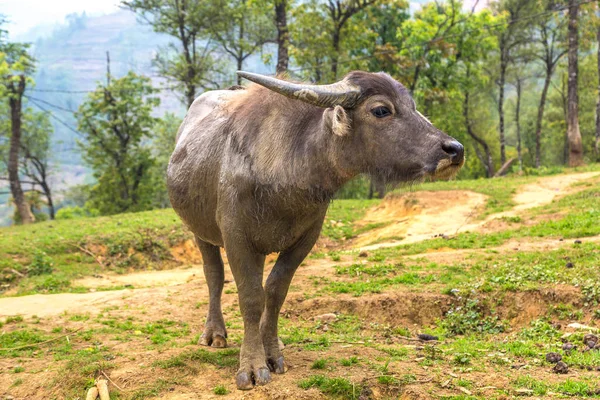 Manda bir yaz günü Sapa, Lao Cai, Vietnam