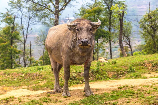 Manda bir yaz günü Sapa, Lao Cai, Vietnam