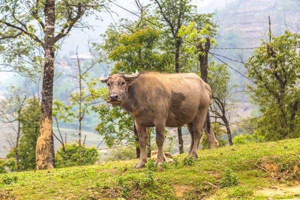 Manda bir yaz günü Sapa, Lao Cai, Vietnam