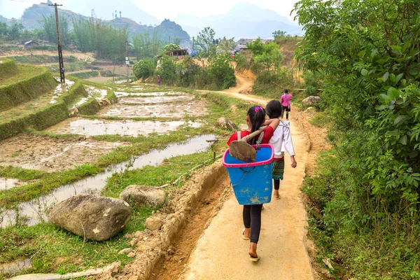 Bir yaz günü pirinç alan Sapa, Lao Cai, Vietnam etnik azınlık çocuk çalışma