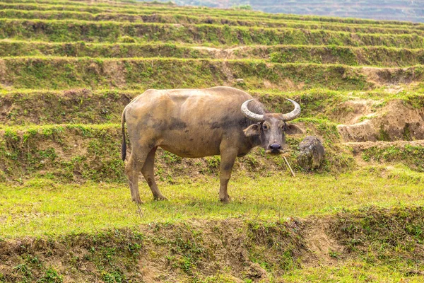 Manda bir yaz günü Sapa, Lao Cai, Vietnam