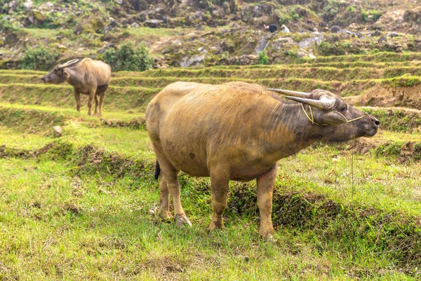 Manda bir yaz günü Sapa, Lao Cai, Vietnam