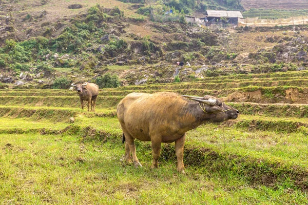 Manda bir yaz günü Sapa, Lao Cai, Vietnam