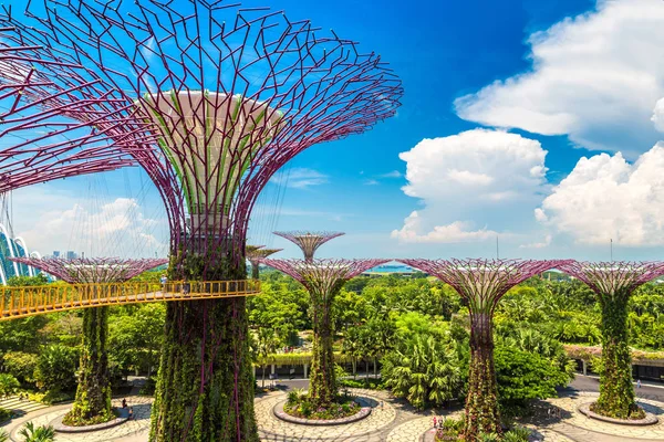 Singapur - 23 Haziran 2018: Supertree Grove Gardens Körfez Marina Bay Sands hotel yaz geceleri yakınındaki Singapur geçit