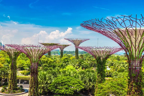 Singapore Junho 2018 Supertree Grove Gardens Bay Singapura Perto Hotel — Fotografia de Stock