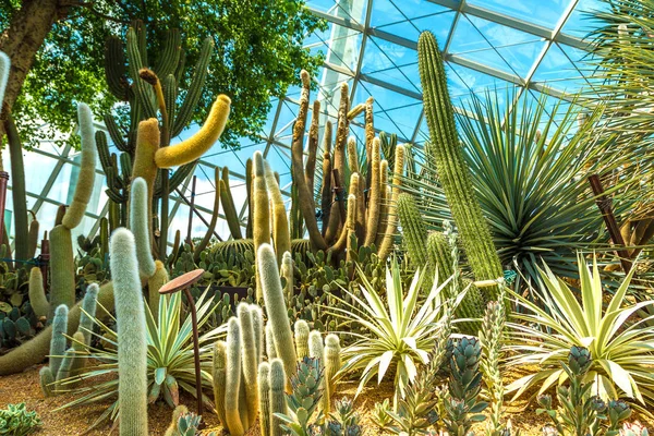 Singapur - 23 Haziran 2018: Konservatuvarı çiçek kubbe Singapur yaz gün