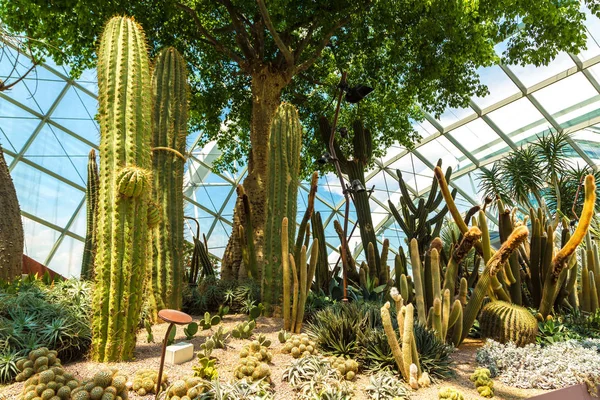 Singapur - 23 Haziran 2018: Konservatuvarı çiçek kubbe Singapur yaz gün