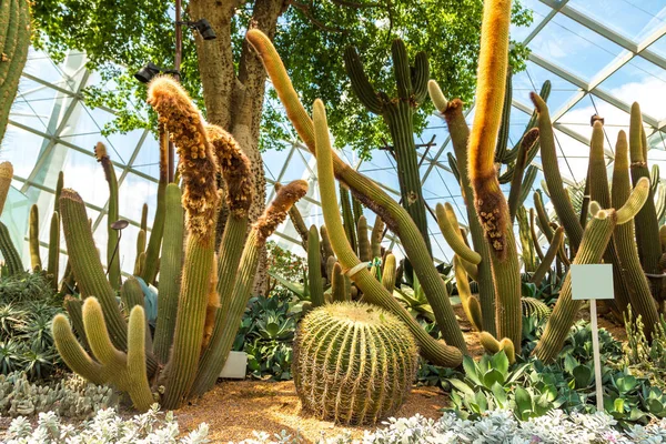 Singapur - 23 Haziran 2018: Konservatuvarı çiçek kubbe Singapur yaz gün