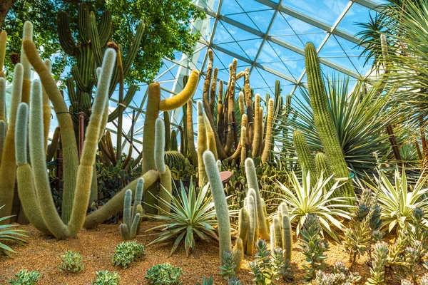 Singapur - 23 Haziran 2018: Konservatuvarı çiçek kubbe Singapur yaz gün