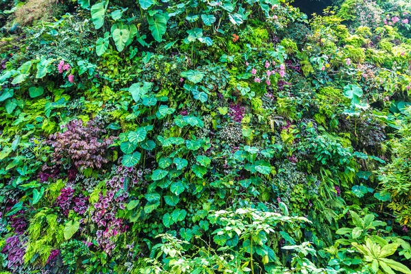 Dikey Bahçe tropikal yaprak yeşil ve çiçeklerle. Doğa arka plan
