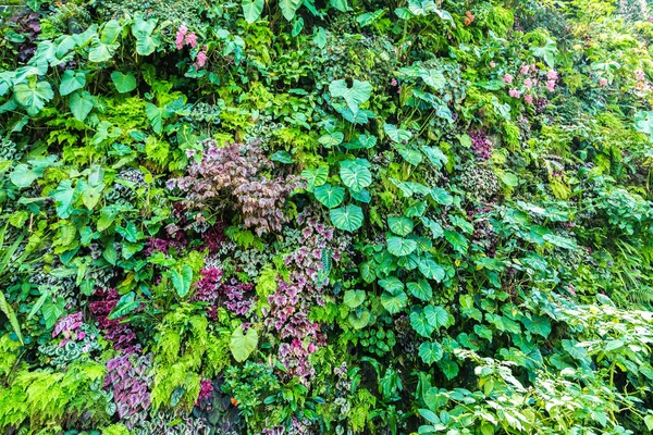 Vertical garden with tropical green leaf and flowers. Nature background