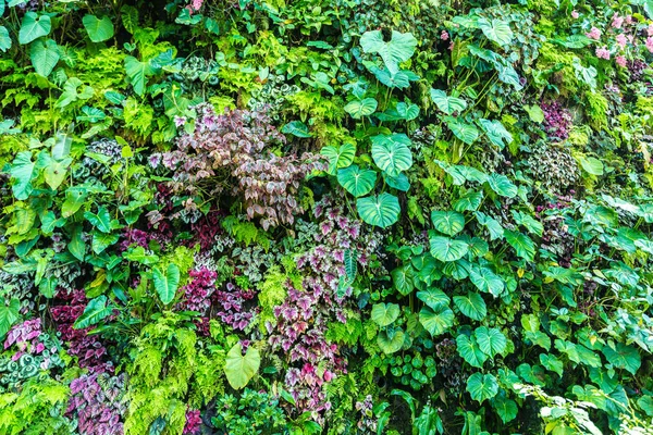 Dikey Bahçe tropikal yaprak yeşil ve çiçeklerle. Doğa arka plan