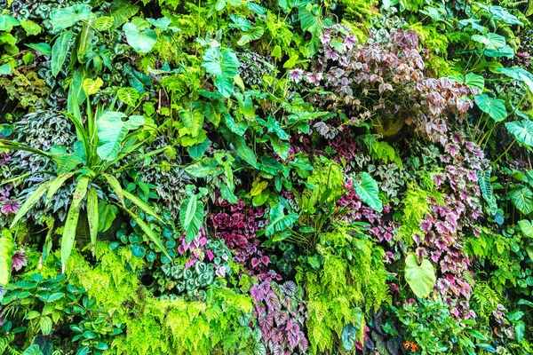 Vertikální Zahrada Tropickými Zelených Listů Květů Přírodní Pozadí — Stock fotografie