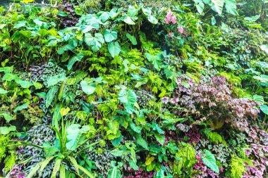 Dikey Bahçe tropikal yaprak yeşil ve çiçeklerle. Doğa arka plan